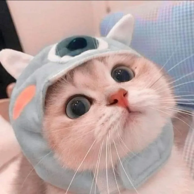 Hình ảnh mèo cute ngộ nghĩnh với ánh mắt tò mò