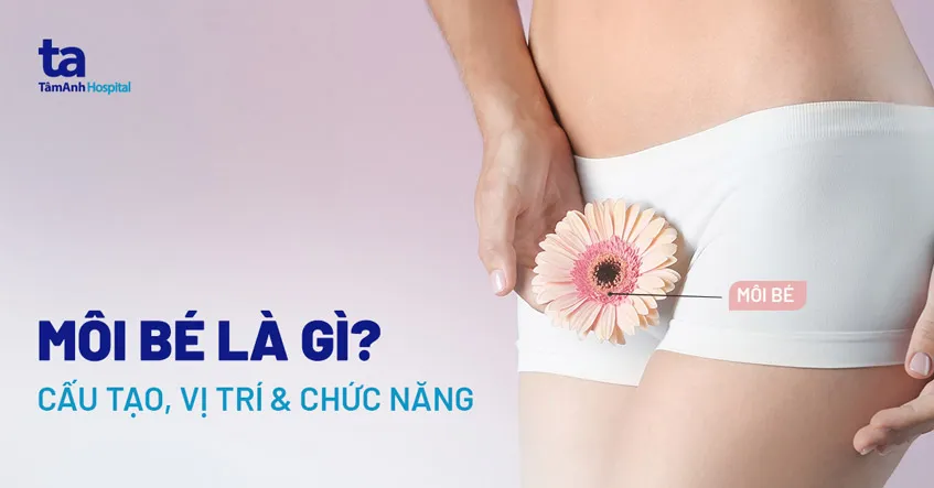 Môi bé trong hệ thống sinh dục nữ