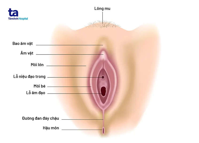 Vị trí của môi bé trong hệ thống sinh dục nữ