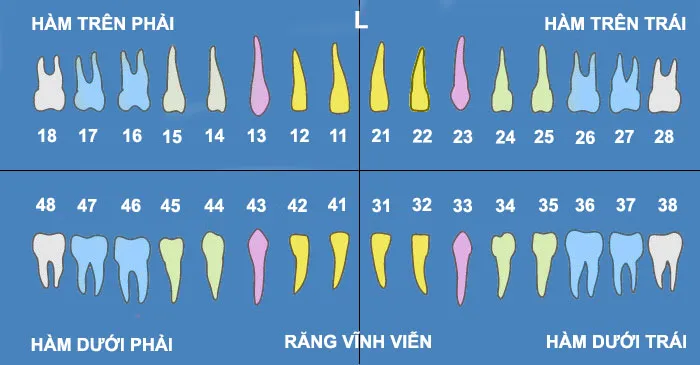Vị trí răng R18 - nhổ răng khôn hàm trên bên phải