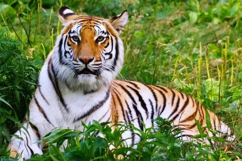 Cọp Bengal bơi lội