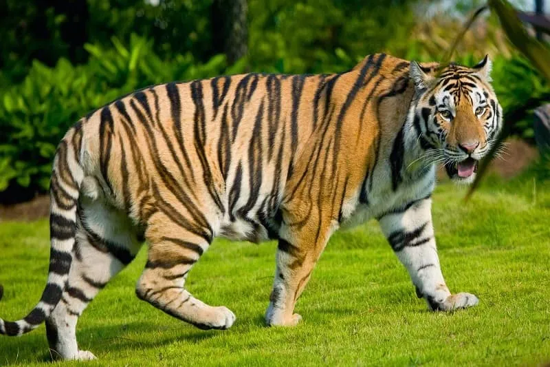 Cọp trong rừng rậm với bộ lông sọc đen