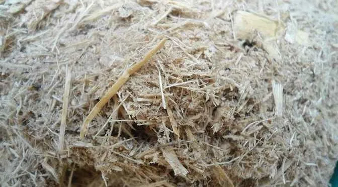 Phương pháp sản xuất Xenlulozo là gì?