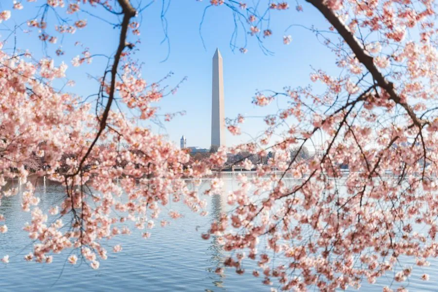 Vẽ hoa anh đào đầy sắc nét