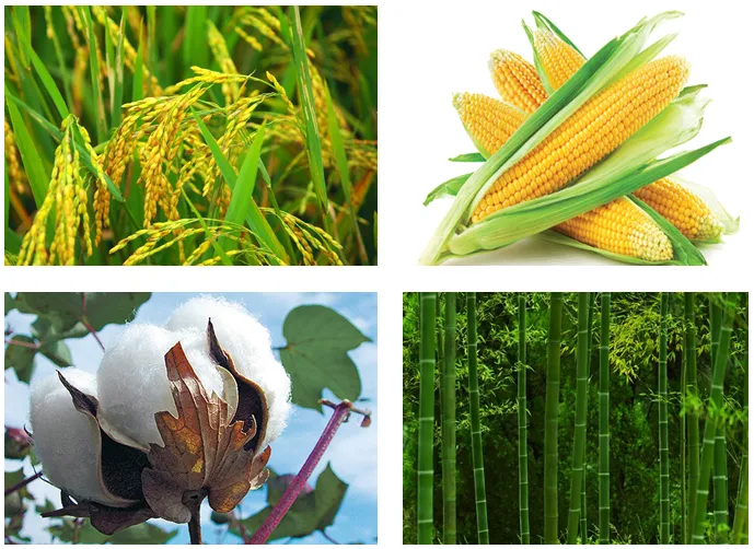 Xenlulo có nhiều trong bông, tre nứa
