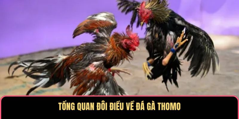 Tổng quan đôi điều về đá gà Thomo