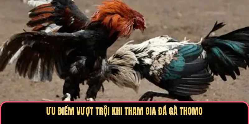 Ưu điểm vượt trội khi tham gia đá gà Thomo