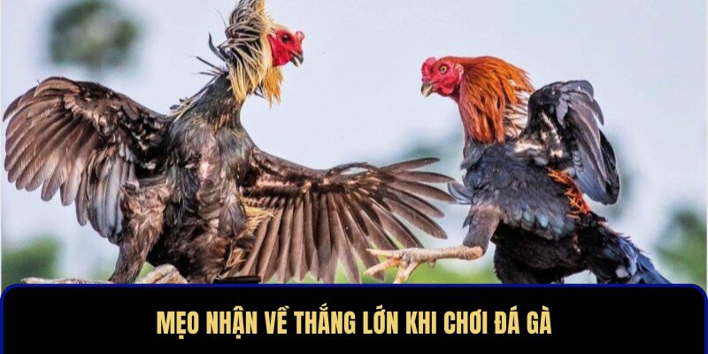 Mẹo nhận về thắng lớn khi chơi đá gà