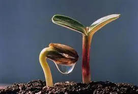 Một thanh niên đang leo núi với ánh mắt quyết tâm