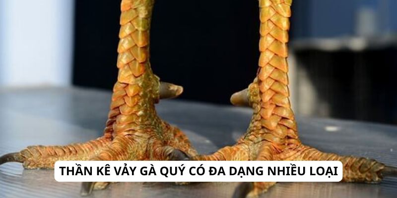 Thần kê vảy gà quý có đa dạng nhiều loại