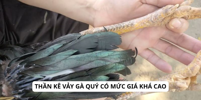 Thần kê vảy gà quý có mức giá khá cao
