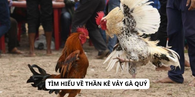 Thần Kê Vảy Gà Quý – Bí Mật Thắng Cho Mọi Sư Kê Tại VN88