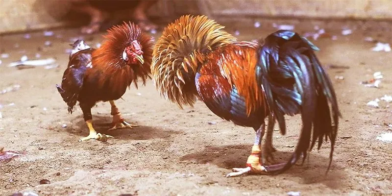 Giải mã sức nóng của đá gà Thomo hiện nay
