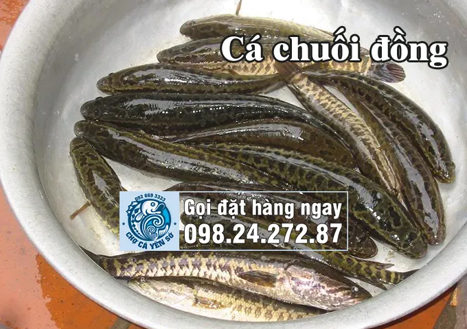 Cá sộp tự nhiên sống tại ruộng đồng vùng quê