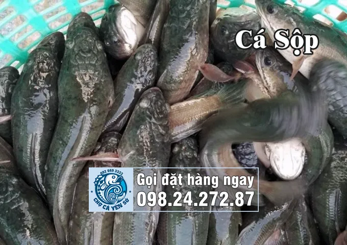 Hình ảnh cá sộp - Một tên gọi miền Nam của cá quả