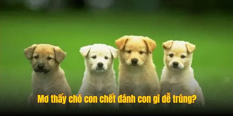 Mơ thấy chó con chết đánh con gì dễ trúng?