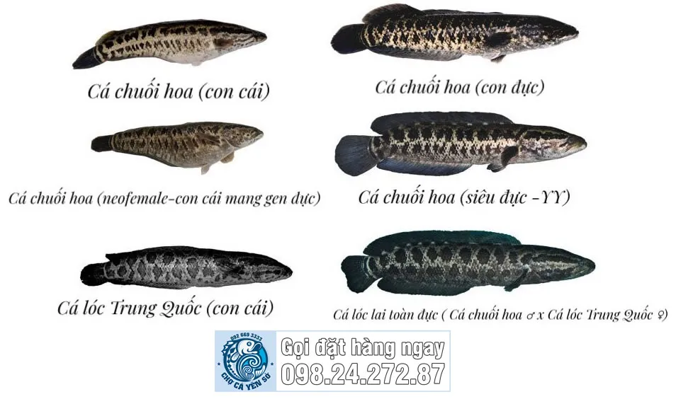 Phân biệt cá sộp Việt Nam với cá quả Trung Quốc bằng mắt thường