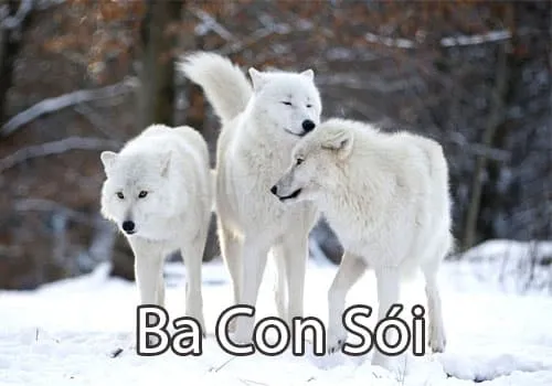 Ba con sói là gì