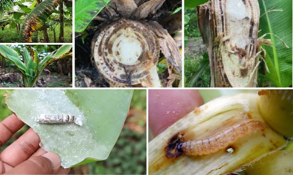 Bệnh trên cây chuối tây