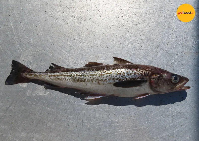 Cá minh thái Alaska (Tiếng Latin: Gadus chalcogrammus)