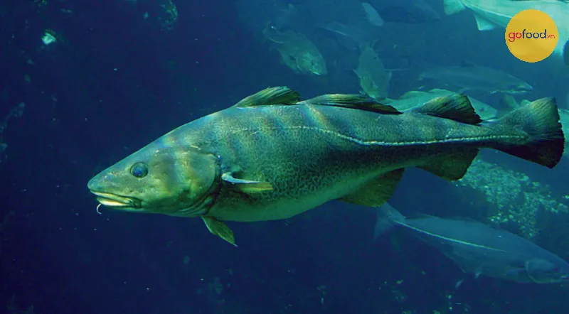 Cá tuyết Đại Tây Dương (Tiếng Latin: Gadus morhua)