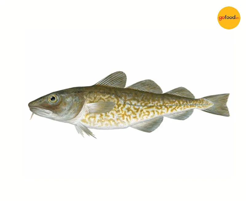 Cá tuyết Greenland (Tiếng Latin: Gadus ogac)