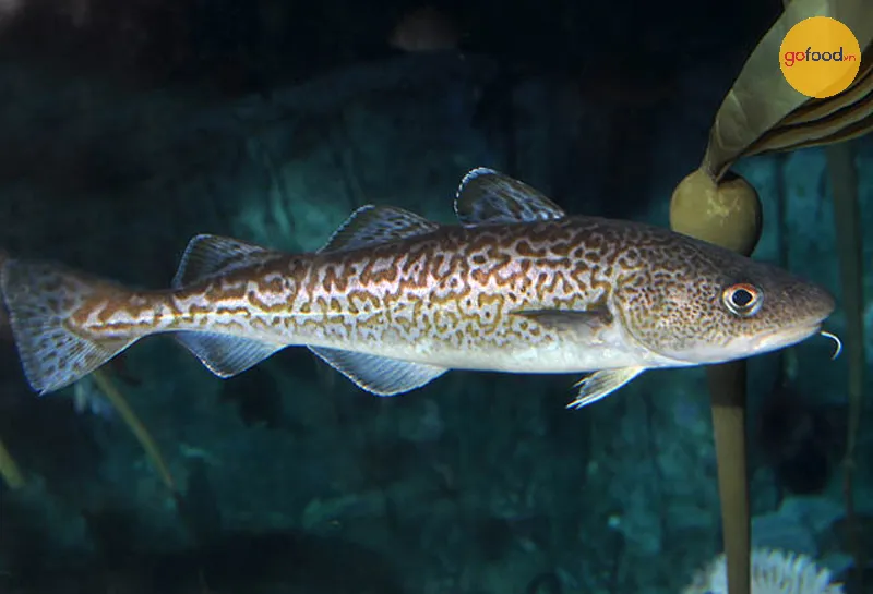 Cá tuyết Thái Bình Dương còn được gọi là cá tuyết xám (Tiếng Latin: Gadus macrocephalus)