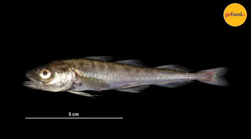 Cá tuyết vùng cực hay cá tuyết Bắc Cực, (Tiếng Latin: Boreogadus saida)