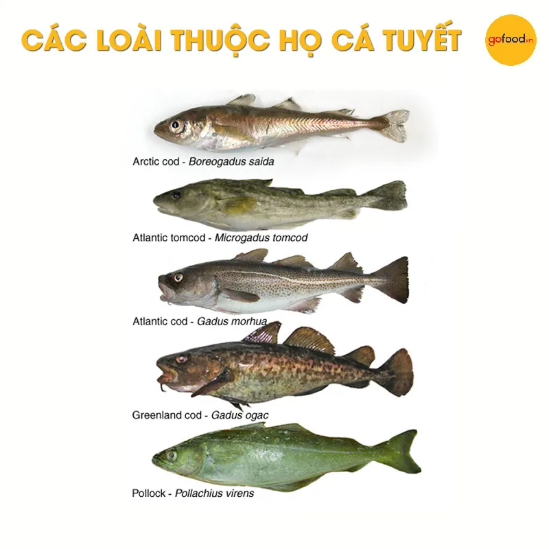 Các loài thuộc họ cá tuyết