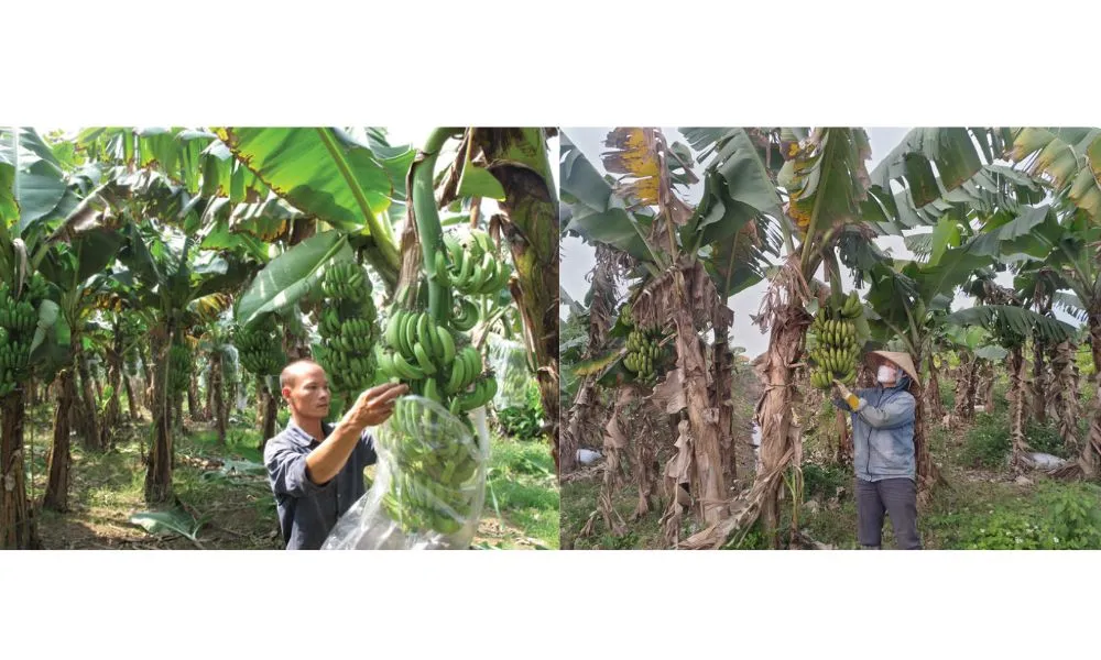 Cắt tỉa chuối tây