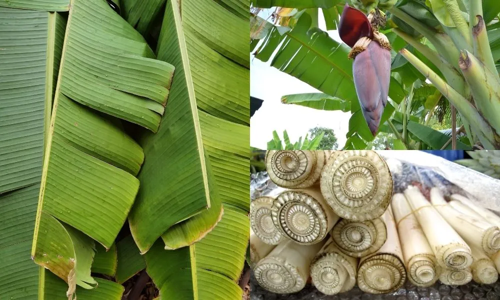 Cấu tạo cây chuối tây