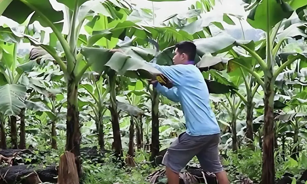 Chăm sóc vườn chuối tây