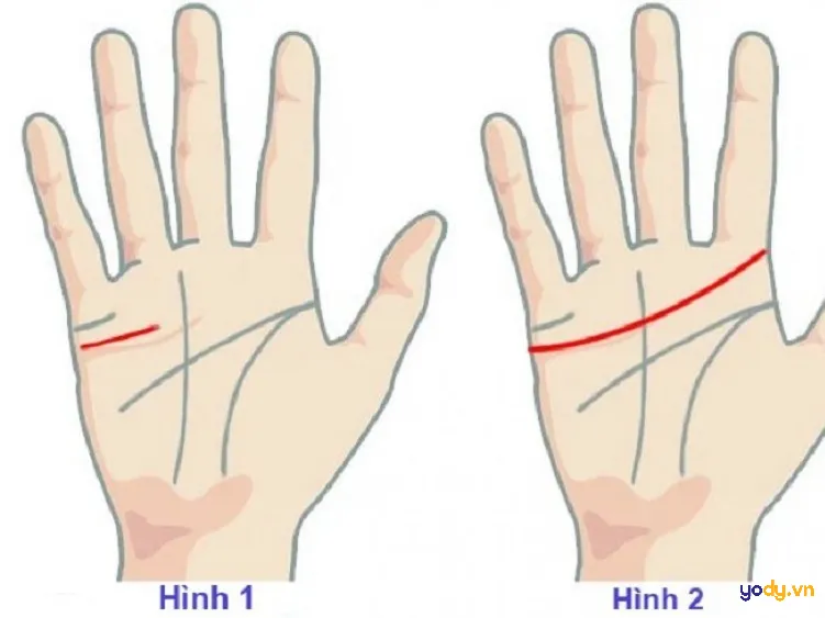 Chỉ tay dài, rõ nét