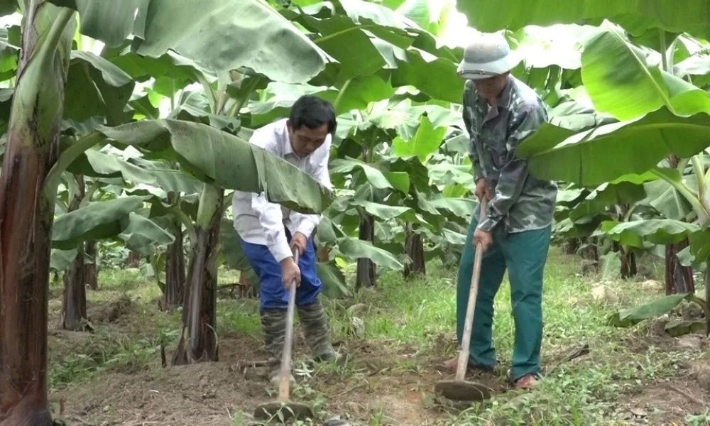 Chuẩn bị đất trồng chuối tây