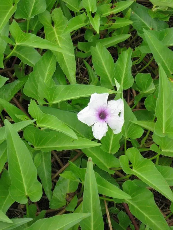 Hình ảnh hoa rau muống màu trắng tím nở vào buổi sáng, giải thích nguồn gốc tên gọi &quot;water morning glory&quot;.