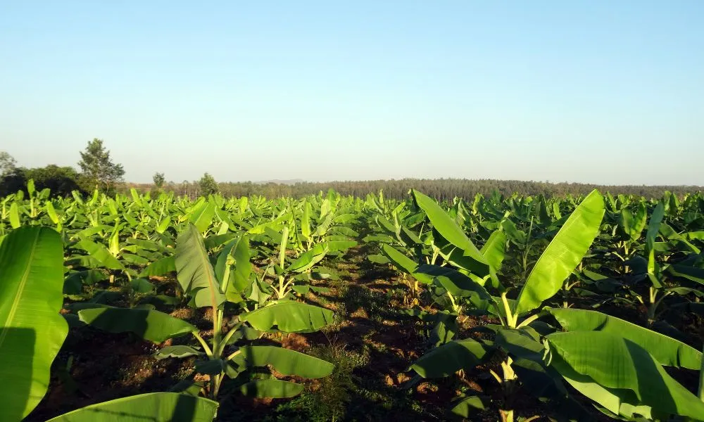 Mật độ trồng chuối tây