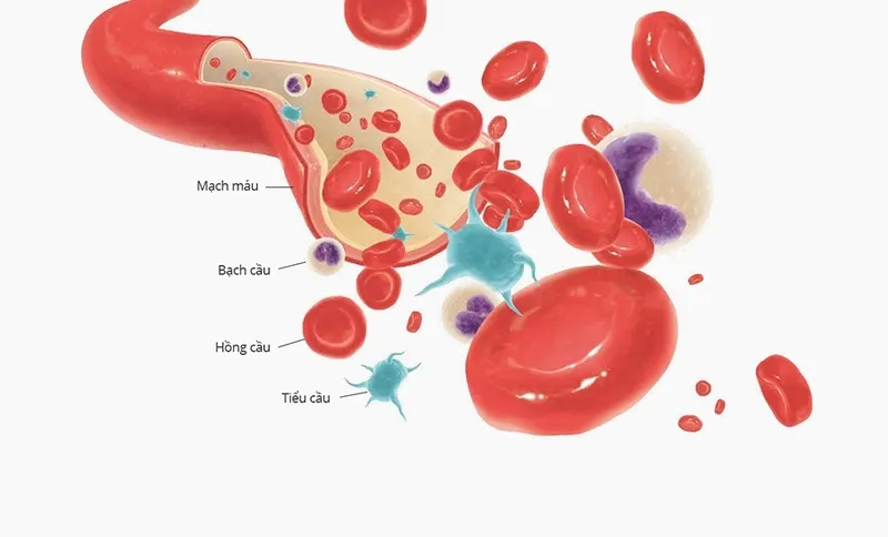 MPV (Mean Platelet Volume) là chỉ số thể tích trung bình của tiểu cầu, đóng vai trò quan trọng trong quá trình đông máu