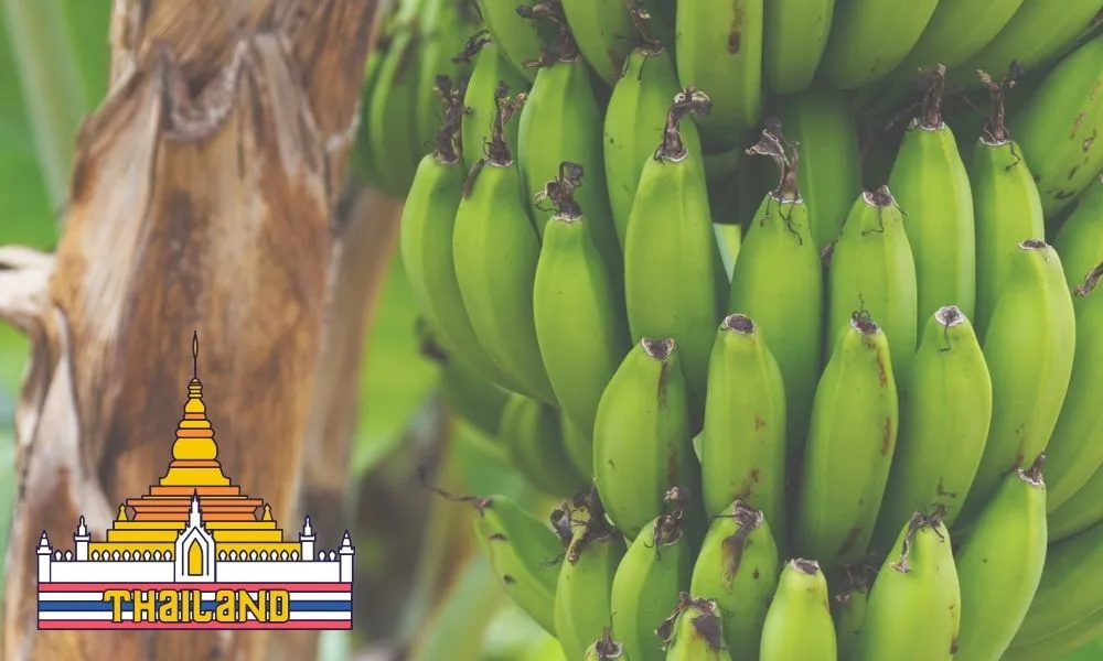 Nguồn gốc chuối tây từ Thái Lan