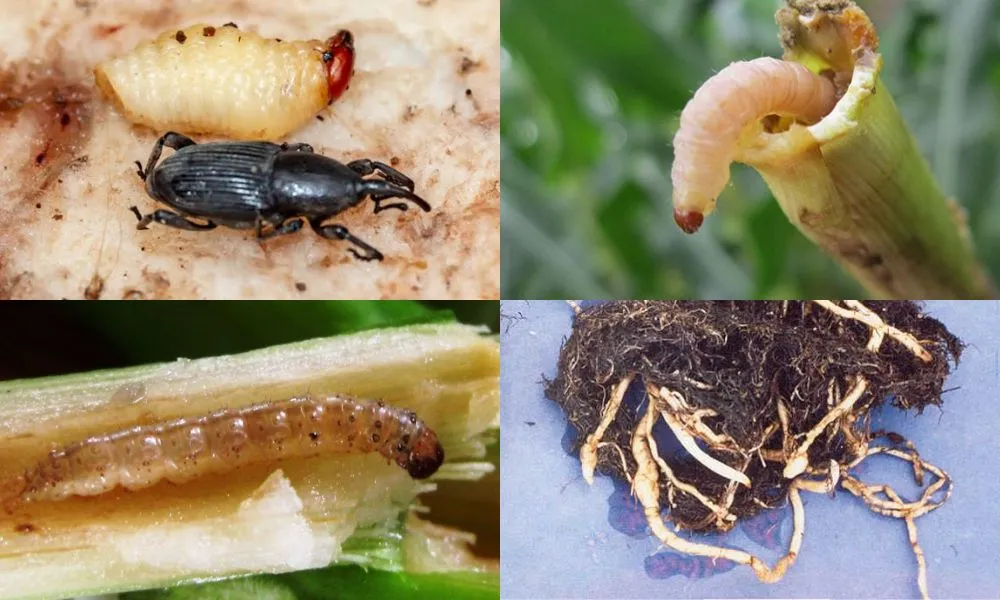 Sâu bệnh hại chuối tây