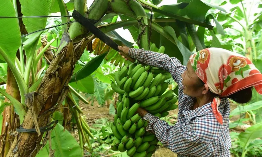 Thu hoạch chuối tây