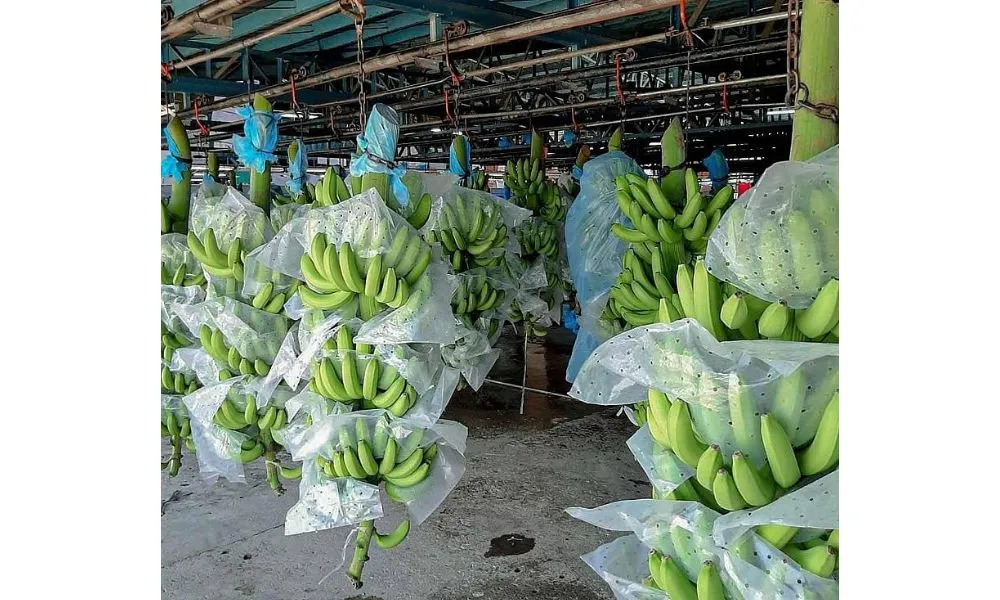 Tiềm năng thị trường chuối tây