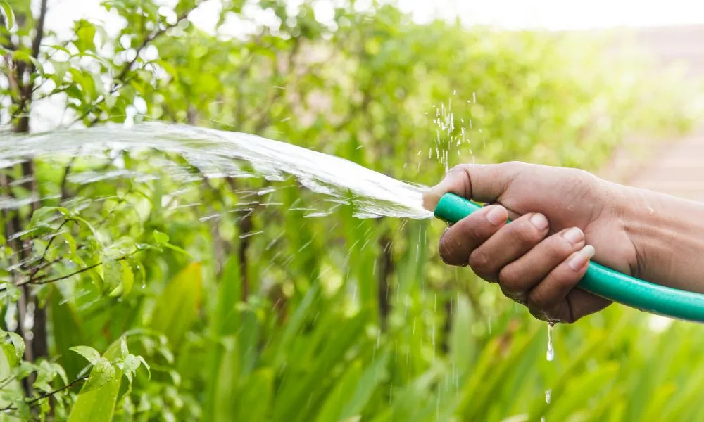 Tưới nước cho chuối tây