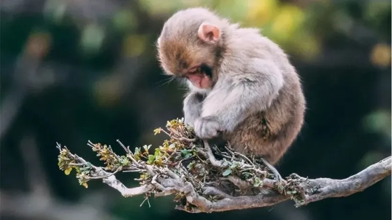 Tuổi Thân trong 12 con giáp