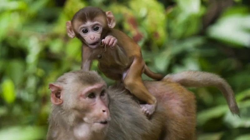 Vận mệnh người tuổi Thân