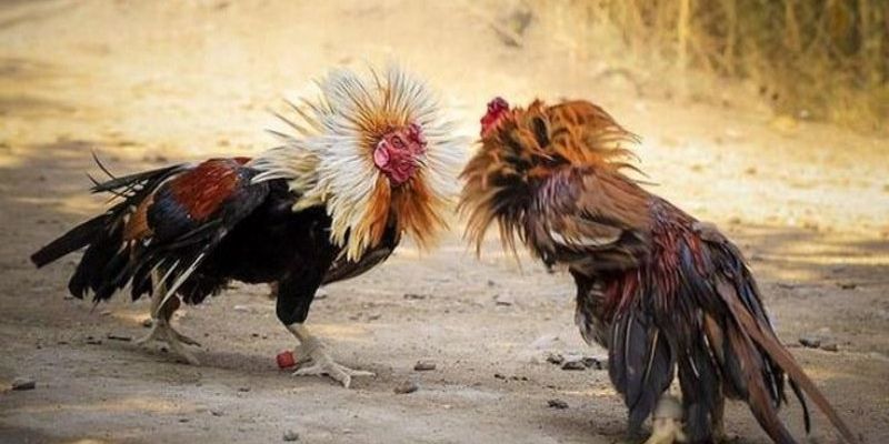 Cách thức thi đấu chọi gà cựa dao cần nắm